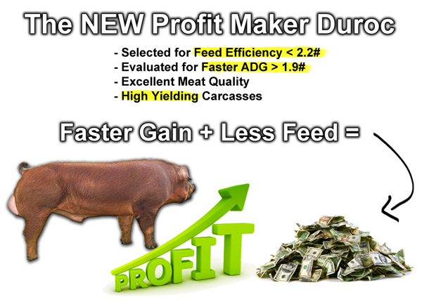 Feed efficient duroc semen
